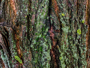 old wood bark of a nature tree