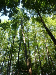 Obraz premium green forest by the river 