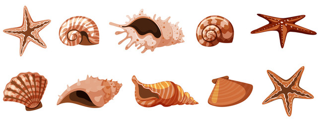 Set of isolated seashells in brown color