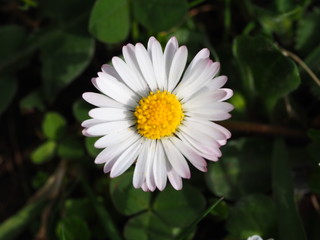 white flower in the garden