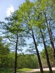 Fototapeta premium green forest by the river 
