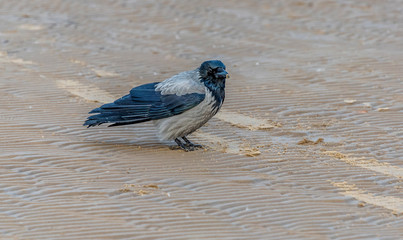 Black Headed Crows on A Baltic Beach Sea