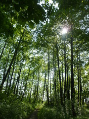 Fototapeta premium green forest by the river 