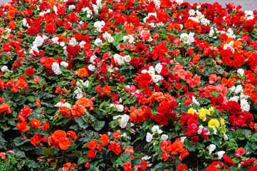 Fototapeta premium red white yellow flowers