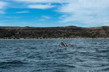 A Southern Right Whale at the Peninsula Valdes in Argentina, South America.