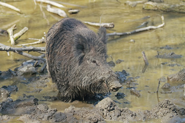 Wildschwein