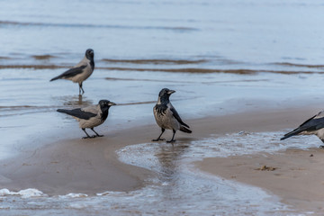 Black Headed Crows on A Baltic Beach Sea