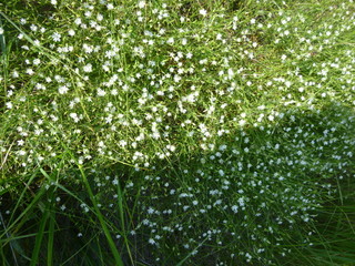 green forest by the river 