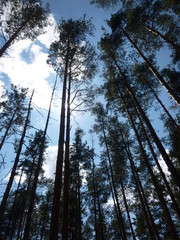 green forest by the river 