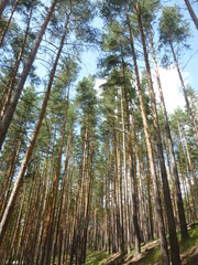 Fototapeta premium green forest by the river 