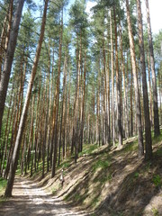 green forest by the river 