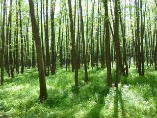 green forest by the river 