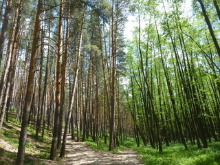 Obraz premium green forest by the river 