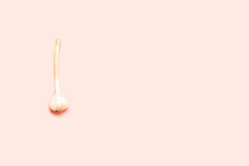 Fresh garlic head on a pink background with copy space. Cold Prevention Concept