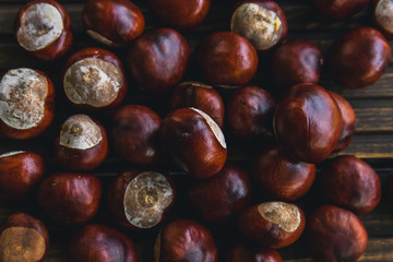 Autumn chestnut on dark wood