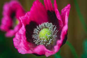 Poppy flower macro shot