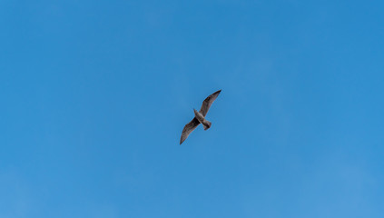 Seagull Flying in a Beautiful Blue Sky