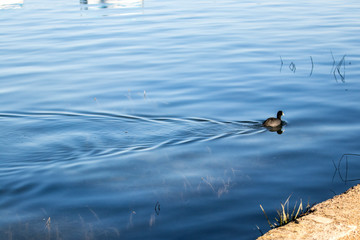 duck in the lake reflection