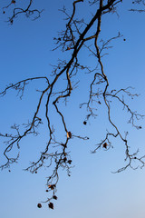 branches of a tree