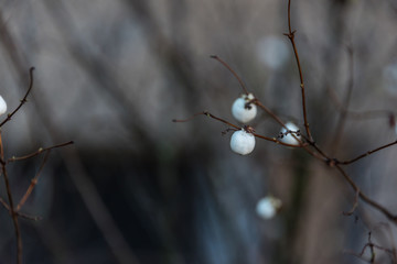 Bright White Berries on a Bare Bush in Early Winter
