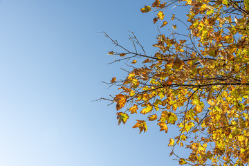 maple tree with view from below