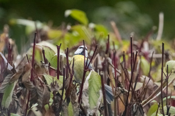 Great tit-Mésange charbonnière (Parus major)
