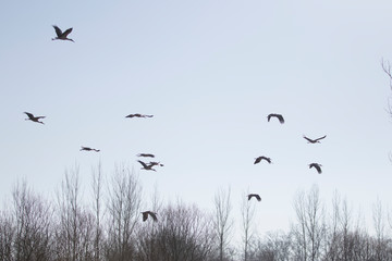 flock of birds in flight