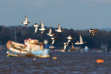 Wigeon birds flying over sea at daytime 