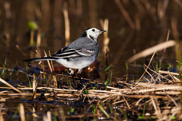 Fototapeta premium Close up of White Wagtail in habitat. Her Latin name is Motacilla alba.