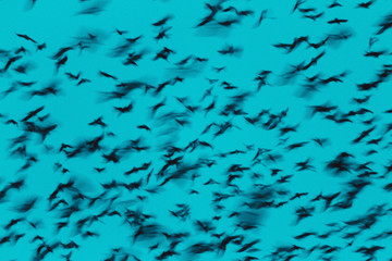 traces of black birds in the evening sky