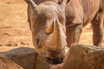 Obraz premium Black Rhinoceros in a zoo in Hawaii 