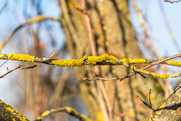 Yellow Green Moss Growing on a Branch in a Forest