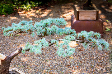 Japanese bonsai tree
