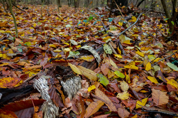 Primo piano delle foglie e le differenti sfumature di colori del bosco in autunno, stagioni e natura