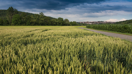 Field of wheat
