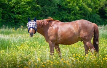 Horse with a Face Mask.
