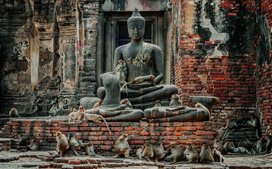 Monkeys Relax was take care in Phra Prang Sam Yod, lopburi, Thailand - obrazy, fototapety, plakaty