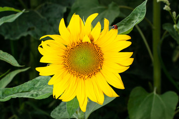 Sunflower and Ladybug in the garden.