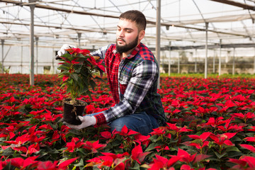Fototapeta na wymiar Worker controlling quality of Christmas flowers