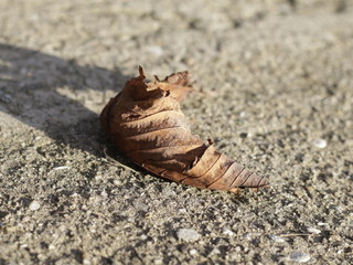 Nature around my living place