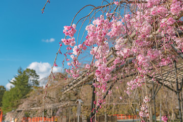 京都 上賀茂神社の春景色 斎王桜