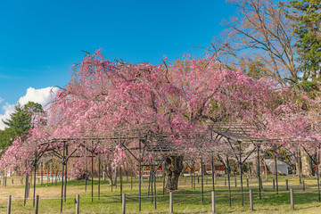 京都 上賀茂神社の春景色 斎王桜