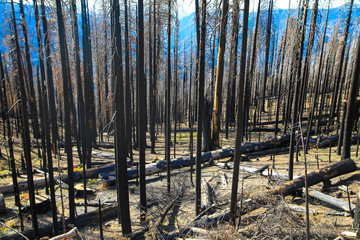 Yosemite Nationalpark, verkohlte Baumstämme nach dem Waldbrand