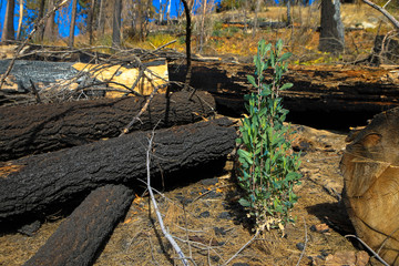 Nach dem Waldbrand im Yosemite Nationalpark