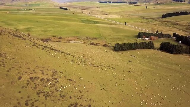  Flight over flock of sheep grazing in New Zealands