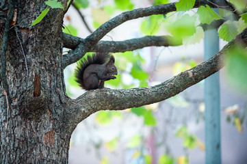Cute squirrel sitting and eating nut on the tree bbranch.