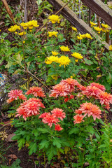 Dier letzten Herbstblumen im Garten