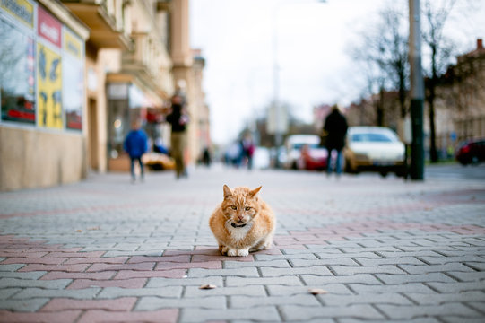 Ginger cat with collar lying alone on the pavement.
