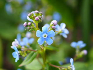 blue flowers on green background