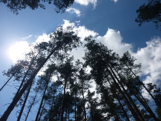 green forest by the river 